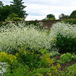 Kmpeslr <br><i>Crambe cordifolia </i><br><br>