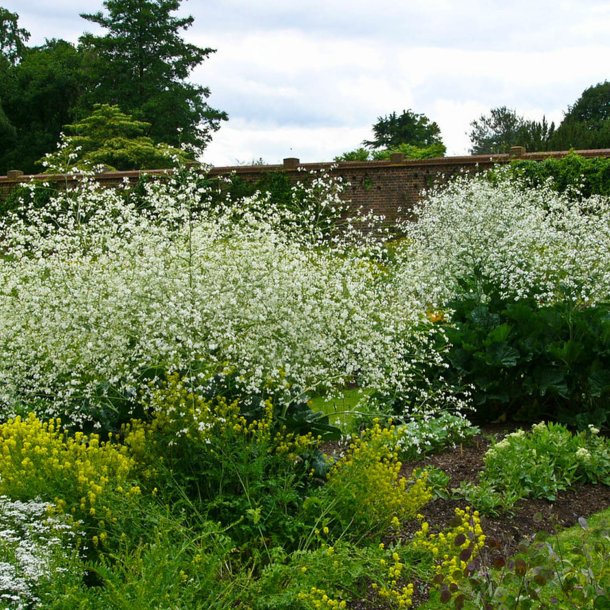 Kmpeslr <br><i>Crambe cordifolia </i><br><br>
