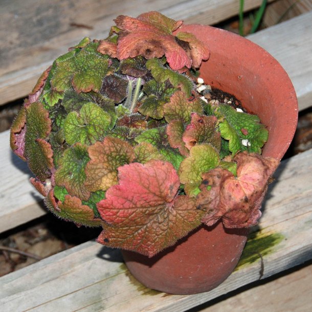 Biskophat <br><i>Tellima grandiflora</i><br><br>