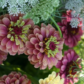 Frkenhat <br>'Queen Red Lime'<br><i>Zinnia elegans </i>