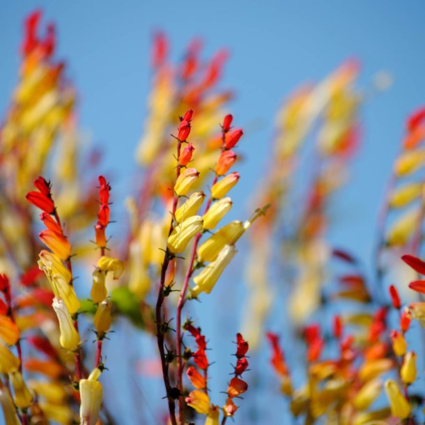Spansk Flag <br>'Exotic Love'<br><i>Ipomoea lobata </i>