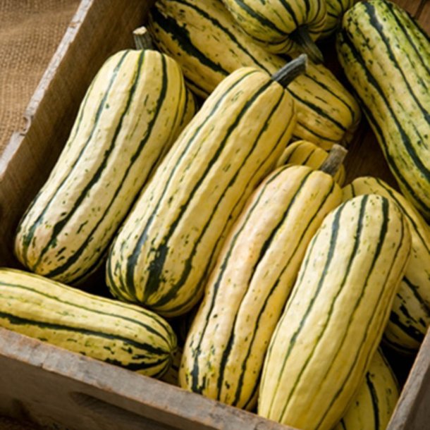 Grskar <br>'Cornells Bush Delicata' <br><i>Cucurbita pepo</i>