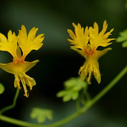 Sommerfuglekarse <br>'Canary Creeper' <i>Tropaeolum peregrinum </i>