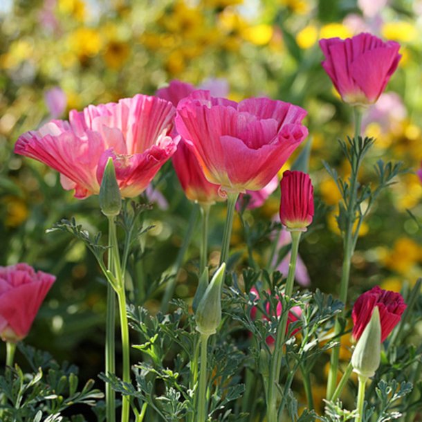 Guldvalmue <br>'Rose Chiffon'<br><i>Eschscholzia californica</i>