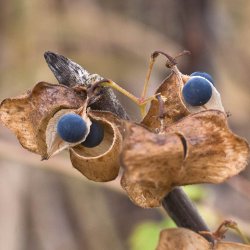 Ballonvin, 'Love in a Puff' <br><i>Cardiospermum halicacabum</i>