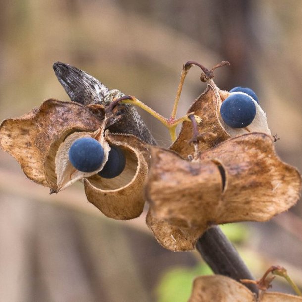 Ballonvin, 'Love in a Puff' <br><i>Cardiospermum halicacabum</i>