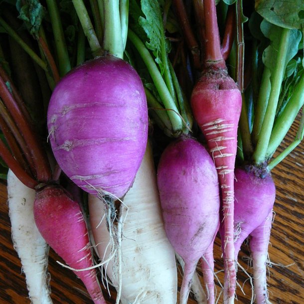 Radise <br>'Mix' <br><i>Raphanus sativus</i>