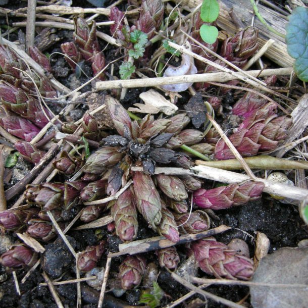 Spinatranke, <br>Kaukasisk spinat <br><i>Hablitzia tamnoides</i>