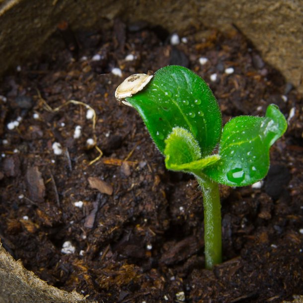 Courgette, squash, zucchini<br>'Black Beauty'<br><i>Cucurbita pepo</i>