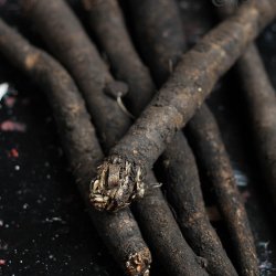 Skorzonerrod <br>'Long Black' <br><i>Scorzonera hispanica</i>