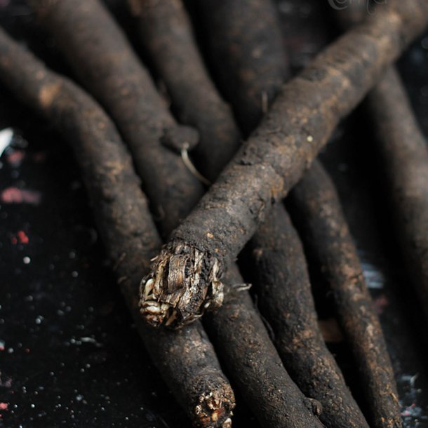 Skorzonerrod <br>'Long Black' <br><i>Scorzonera hispanica</i>