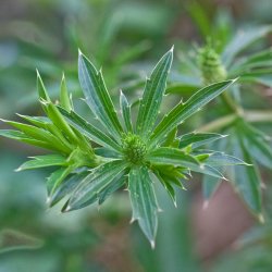 Eryngo, <br>mexikansk koriander<br><i>Eryngium foetidum</i>