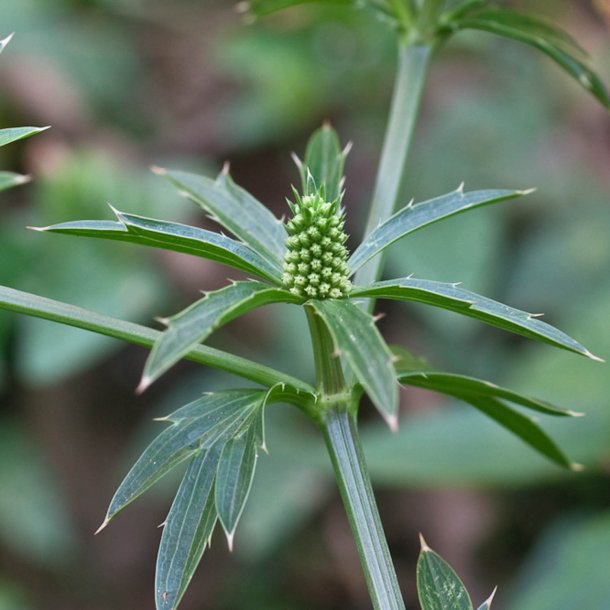 Eryngo, <br>mexikansk koriander<br><i>Eryngium foetidum</i>