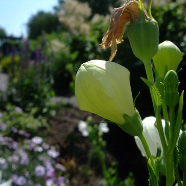 Ballonklokke <br>'Mix' <br><i>Platycodon grandiflorus</i>