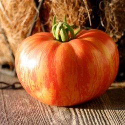 Tomat <br>'Vintage Wine' <br><i>Lycopersicon esculentum</i>