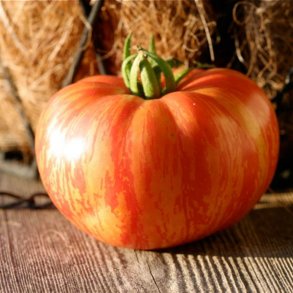 Tomat <br>'Vintage Wine' <br><i>Lycopersicon esculentum</i>