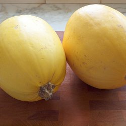 Squash, <br>Spaghetti-<br><i>Cucurbita pepo</i>