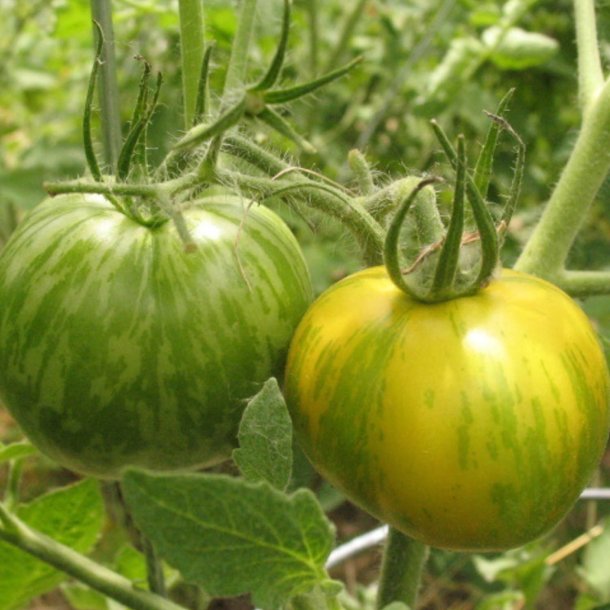 Tomat <br>'Green Zebra'<br><i>Lycopersicon esculentum</i>