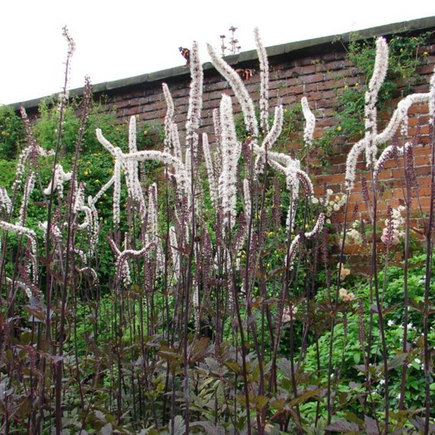 Slvlys <br>'Atropurpurea' <br><i>Cimicifuga ramosa/<br>Actaea r. </i>