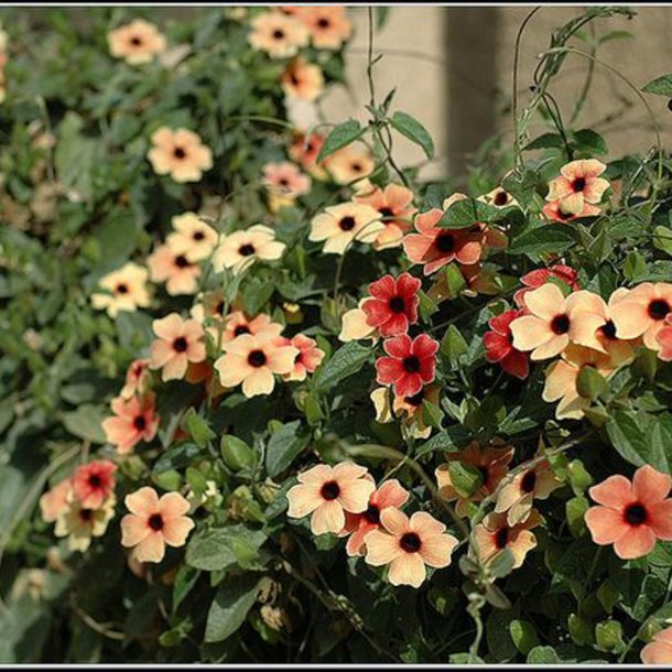 Klatreplanter <br>'Mix' <br><i>Storkb</i>