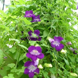 Asarina, Klatre- 'Sky Blue' <br><i>Asarina scandens/ Lophospermum s./Maurandya s.</i>