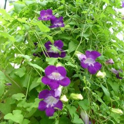 Asarina, Klatre- 'Mix' <br><i>Asarina scandens/ Lophospermum s./Maurandya s.</i>