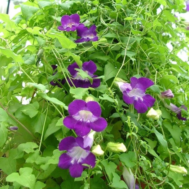 Asarina, Klatre- 'Mix' <br><i>Asarina scandens/ Lophospermum s./Maurandya s.</i>