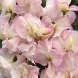 Lathyrus, rteblomst <br>'Spencer Frolic' <br><i>Lathyrus odoratus</i>