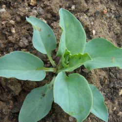 stersurt, <br>hestetunge <br><i>Mertensia maritima</i>