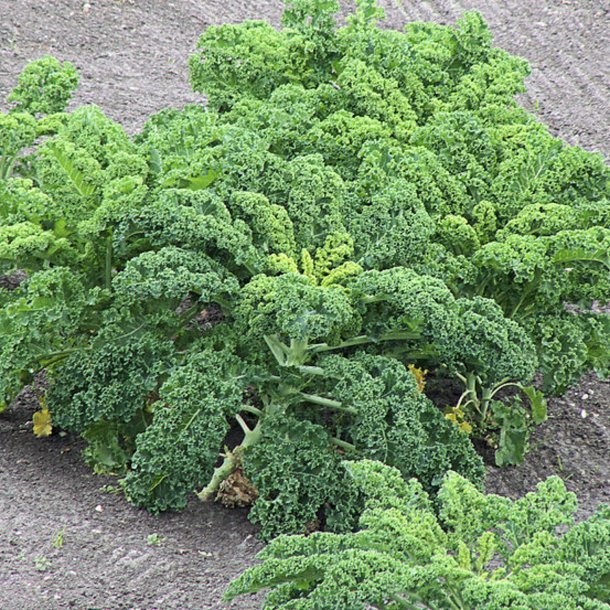 Grnkl <br>'Halvhj kruset'<br><i>Brassica oleracea var. sabellica</i>