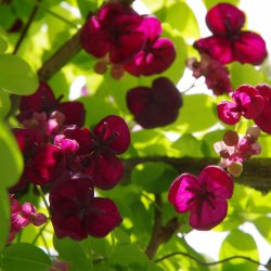 Akebia, <br>Chokoladeranke <br><i>Akebia quinata</i>