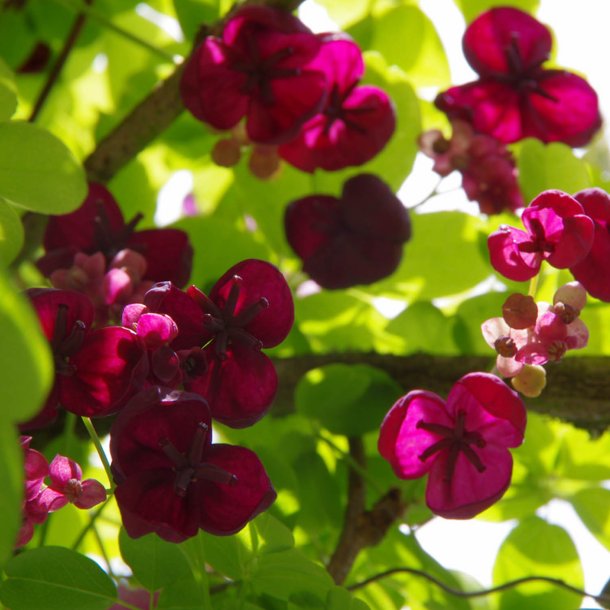 Akebia, <br>Chokoladeranke <br><i>Akebia quinata</i>