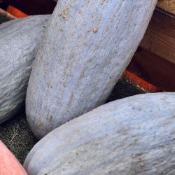 Grskar <br>'Guatemalan Blue Banana' <br><i>Cucurbita maxima</i>
