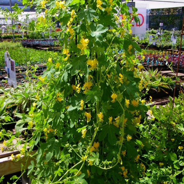 Sommerfuglekarse <br>'Canary Creeper' <i>Tropaeolum peregrinum </i>