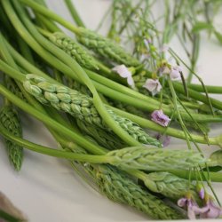 Asparges, Vild - <br>Pyrenisk fuglemlk<br><i>Ornithogalum pyrenaicum</i>