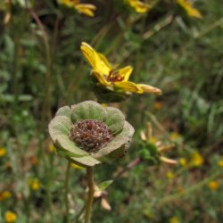 Chokoladeblomst <br><i>Berlandiera lyrata</i><br><br>