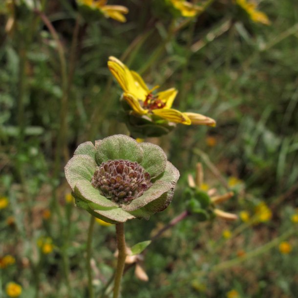 Chokoladeblomst <br><i>Berlandiera lyrata</i><br><br>