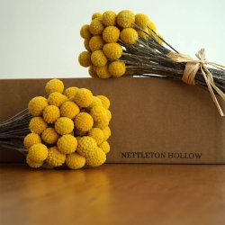 Drumsticks <br><i>Craspedia globosa</i><br><br>