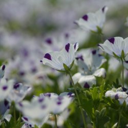 jeblomst <br>'Five Spot' <br><i>Nemophila maculata</i>