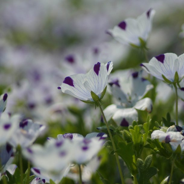 jeblomst <br>'Five Spot' <br><i>Nemophila maculata</i>