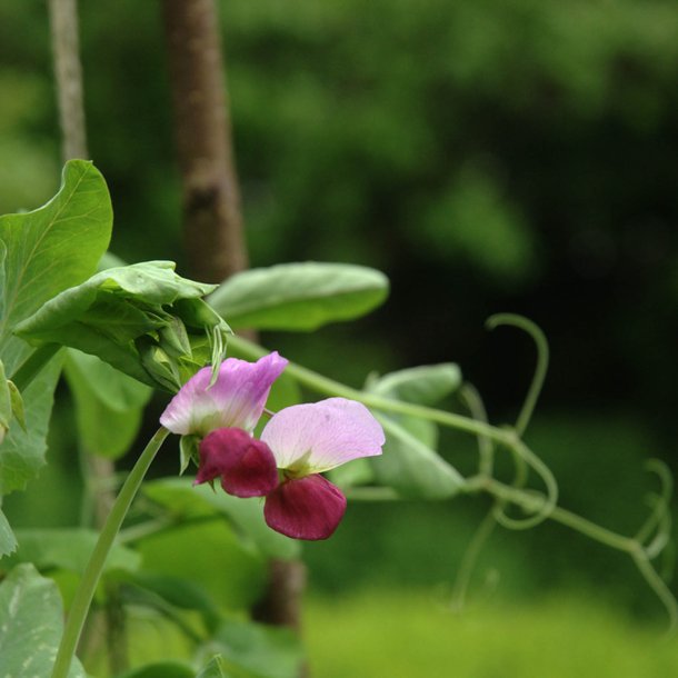 rt, Marv- <br>'Blauwschokker' <br><i>Pisum sativum var. sativum</i>