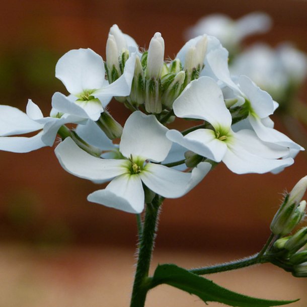 Natviol, <br>Velduftende aftenstjerne <br>'Alba' <br><i>Hesperis matronalis </i>