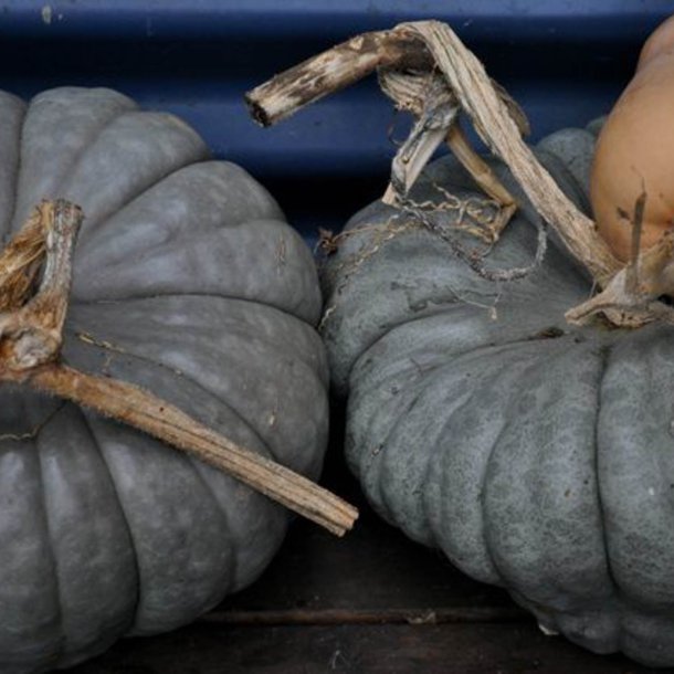 Grskar <br>'Queensland Blue' <br><i>Cucurbita maxima</i>