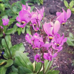 Gudeblomst <br><i>Dodecatheon meadia</i><br><br>