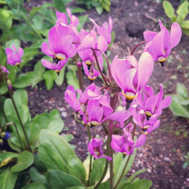 Gudeblomst <br><i>Dodecatheon meadia</i><br><br>