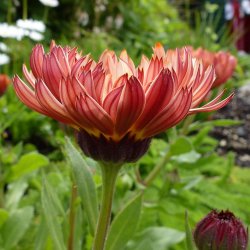 Morgenfrue 'Bronzed Beauty' <br><i>Calendula officinalis </i>