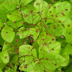 Jewels of Opar <br><i>Talinum paniculatum</i><br><br>