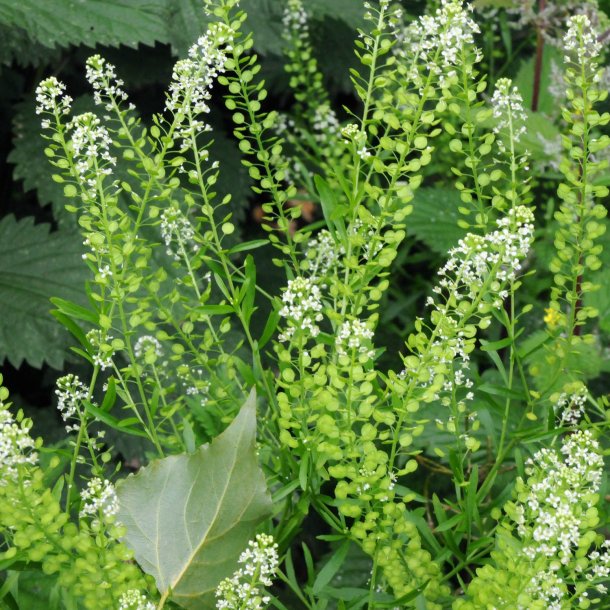 Pengeurt <br><i>Thlaspi arvense</i><br><br>