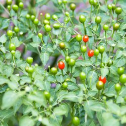 Chili 'Tepin' <br><i>Capsicum annuum var. glabriusculum </i>