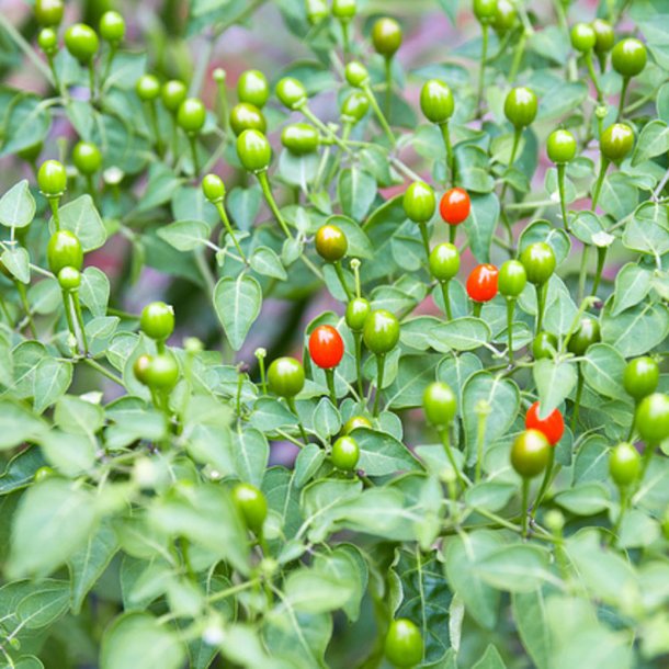 Chili 'Tepin' <br><i>Capsicum annuum var. glabriusculum </i>